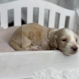 Casper - Cream male Dachshund puppy in Goodyear, Arizona from D&C Royal Dachshunds LLC