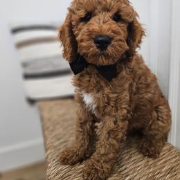 Navy Blue Boy - Red male Labradoodle puppy in Payson, Utah from Utah County Labradoodles