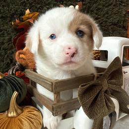 Mochi - Sable merle and white female American Corgi puppy in Paxton, Illinois from McGovern Family Corgis