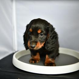 Sapphire - Black and tan female Dachshund puppy in Austin, Texas from Glorious Minis