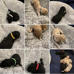 Australian Labradoodle puppies from Oodles of Doodles