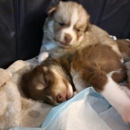 Pomsky Puppies from White Horse Pomsky's