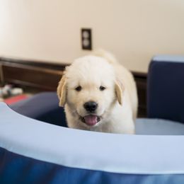 Golden Retriever Puppies from Honeysweet Goldens
