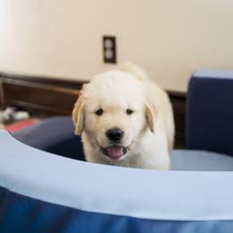 Golden Retriever Puppies from Honeysweet Goldens