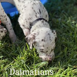 Dalmatian Puppies from Louisiana Roux Dalmatians