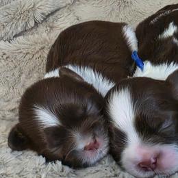 Boy One dark blue collar - Brindle and white male Shih Tzu puppy in New Bern, North Carolina from Kuddly Creatures