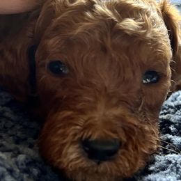 Boy 3 - Red  Goldendoodle puppy in Bluefield, Virginia from Love on a Leash