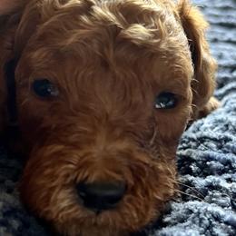 Boy 3 - Red  Goldendoodle puppy in Bluefield, Virginia from Love on a Leash