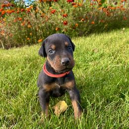 Red - Black and rust male Doberman Pinscher puppy in Cheney, Washington from European Dobermans by Diana