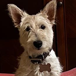 Scottish Terriers from Shinnecock Scottish Terriers