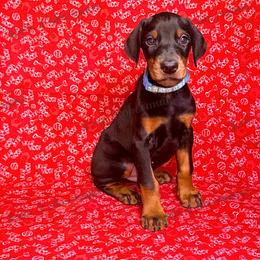 Blue - Black and rust male Doberman Pinscher puppy in Louisville, Kentucky from Ruiz Dobermans