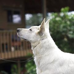 Furiosa - Berger Blanc Suisse