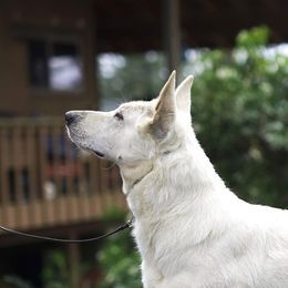 Furiosa - Berger Blanc Suisse