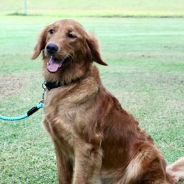 Honey - Golden Retriever
