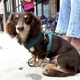 Rooster - Dachshund