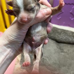 Boy 2 - Chocolate and white male Chihuahua puppy in Matensdale, Iowa from Tammy's Chihuahuas