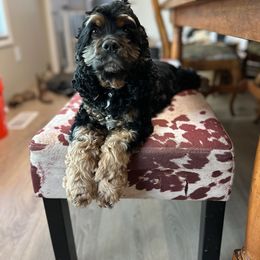 Maci - Cocker Spaniel