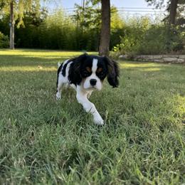 Cavalier King Charles Spaniel Puppies from Dandelions and Kings