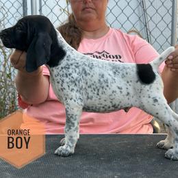 Boy 1 - Black and white male German Shorthaired Pointer puppy in Dearborn, Missouri from Hardwood Kennels
