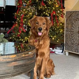 Golden Retriever puppies from Bertke AKC Golden Retrievers and Bernese Mountain Dogs