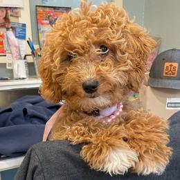 Tini - Goldendoodle