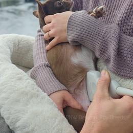 Chihuahua puppies from PNW Designer Toy Breeds