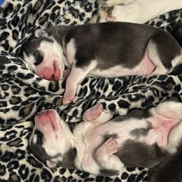 Siberian Husky Puppies from McDonald's Homegrown Huskies