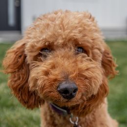 Cozy - Poodle