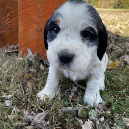 English Springer Spaniel Puppies from Cedar Ridge Kennels
