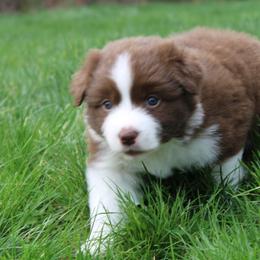 Australian Shepherd Puppies from Starlit Grove Australian Shepherds