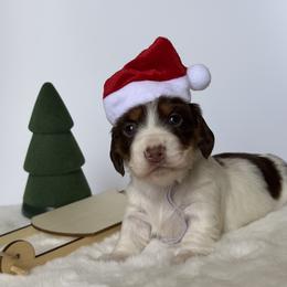 Dachshund Puppies from Truehearted Miniature Dachshunds