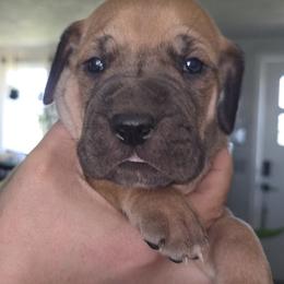Ivy - Fawn female Great Dane puppy in Albany, Oregon from Red Cloud Australian Shepherds and DeGray Great Danes & Bulldogs