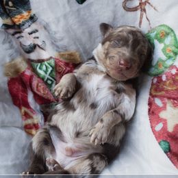 Cavalier - Merle male Goldendoodle puppy in Savannah, Georgia from Vino and Vespa Doodles