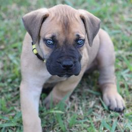 Yellow - Brown female Boerboel puppy in Shawnee, Oklahoma from TXT Boerboels
