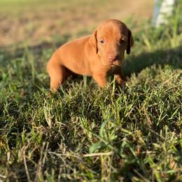 Boy 1 - Golden rust male Vizsla puppy in Blythewood, South Carolina from Mickle Farm Vizslas