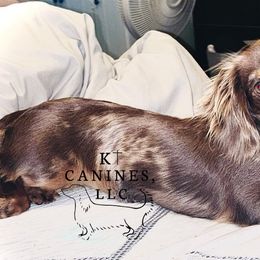 Ellie - Dachshund
