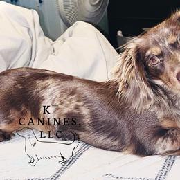 Ellie - Dachshund