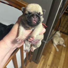 Yellow n red - Fawn male Pug puppy in Tacoma, Washington from Glamour pugs