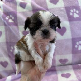 Nyomi - AKC Champion Bloodline - Tricolor female Shih Tzu puppy in Long Beach, California from Prieto Shih-Tzu's