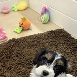 Bernedoodle, Cavapoo, Havanese, and Havapoo Puppies from Lady Paws Puppies - Cassie