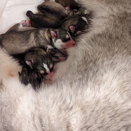 Siberian Husky Puppies from Shawn Oberhouse's Huskies