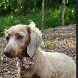 Ellie Mae - Dachshund