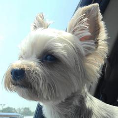 Yorkshire Terriers from K&K's Yorkie pups