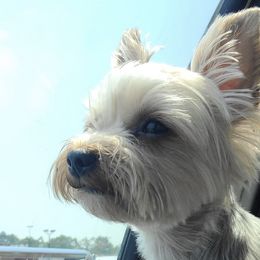 Yorkshire Terriers from K&K's Yorkie pups