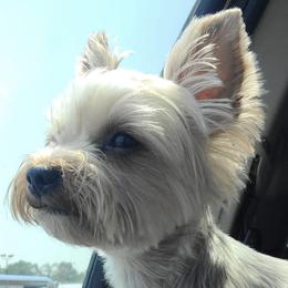 Yorkshire Terriers from K&K's Yorkie pups
