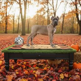 Dark green - Chestnut brindle male Cane Corso puppy in Springfield, Oregon from PNW Cane Corsos