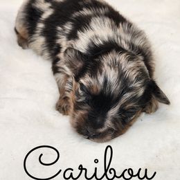 Caribou - Blue merle male Toy Australian Shepherd puppy in Mc Alester, Oklahoma from Angel's Aussies