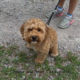 Marty - Red male Cockapoo puppy in Hopkins, South Carolina from Sugar and Spice Cockapoos