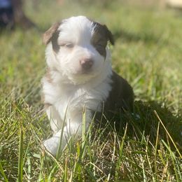 Marshmallow - Red tri-color female Miniature American Shepherd puppy in Prunedale, California from 4MLA STABLES