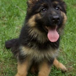 Iris - Black and red female German Shepherd puppy in Garland, Maine from Vom Schön Traumhund